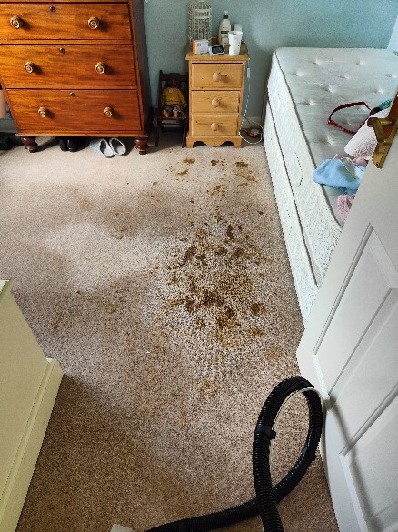 Dust mite removal from mattresses and upholstery by Zero Dry Time Farnham