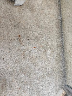 Professional dry carpet cleaning by Zero Dry Time Farnham