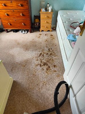 Professional dry carpet cleaning by Zero Dry Time Farnham