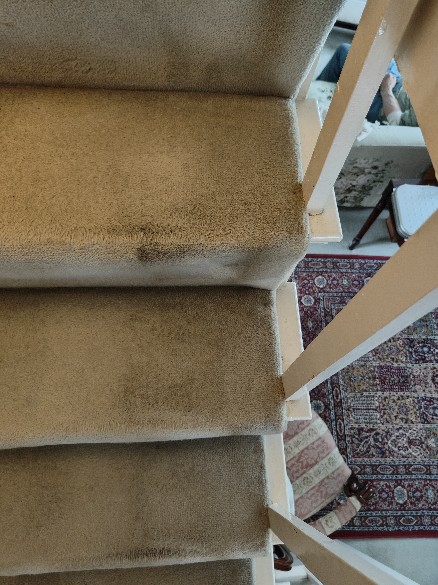 Professional dry carpet cleaning by Zero Dry Time Farnham